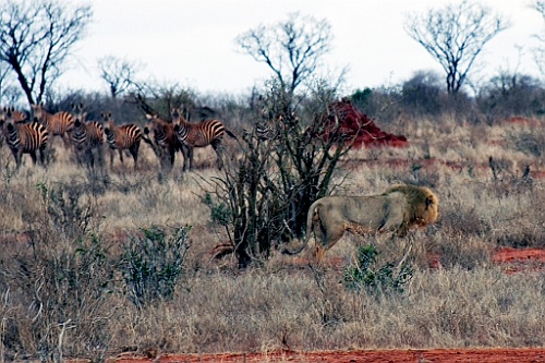 Kenia (335)